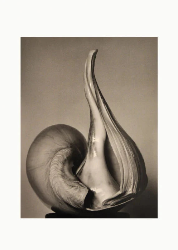 Photo monochrome d'un coquillage par Edward Weston, mettant en valeur les textures et les formes organiques.